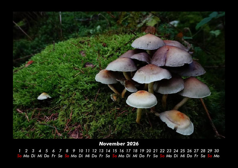 Pilzkalender Fotokalender 2026 - 11