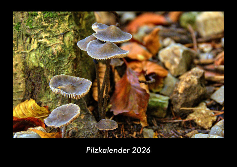 Pilzkalender Fotokalender 2026 - Hauptbild