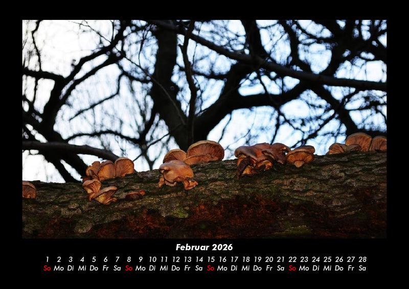 Pilzkalender Fotokalender 2026 - 2
