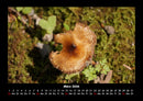 Pilzkalender Fotokalender 2026 - 3