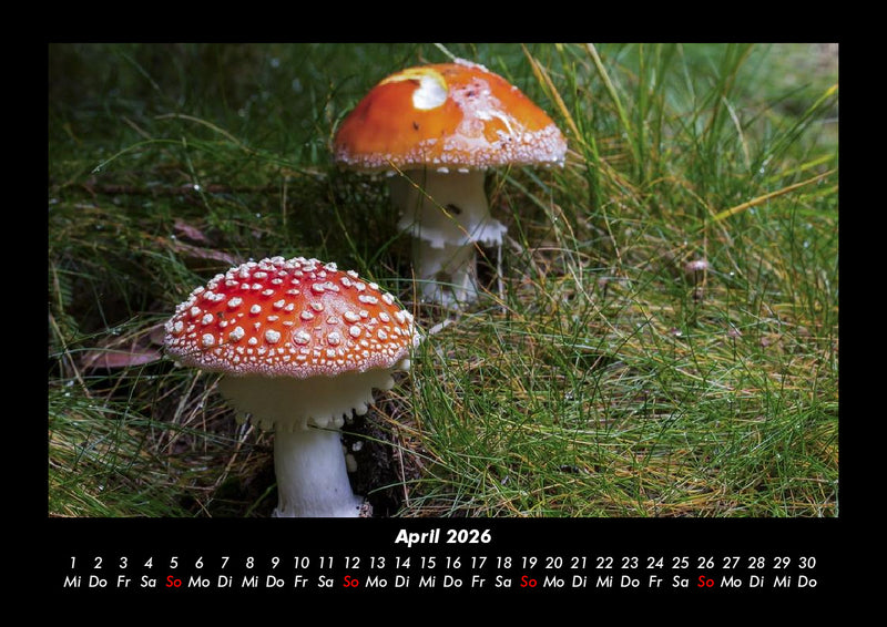 Pilzkalender Fotokalender 2026 - 4