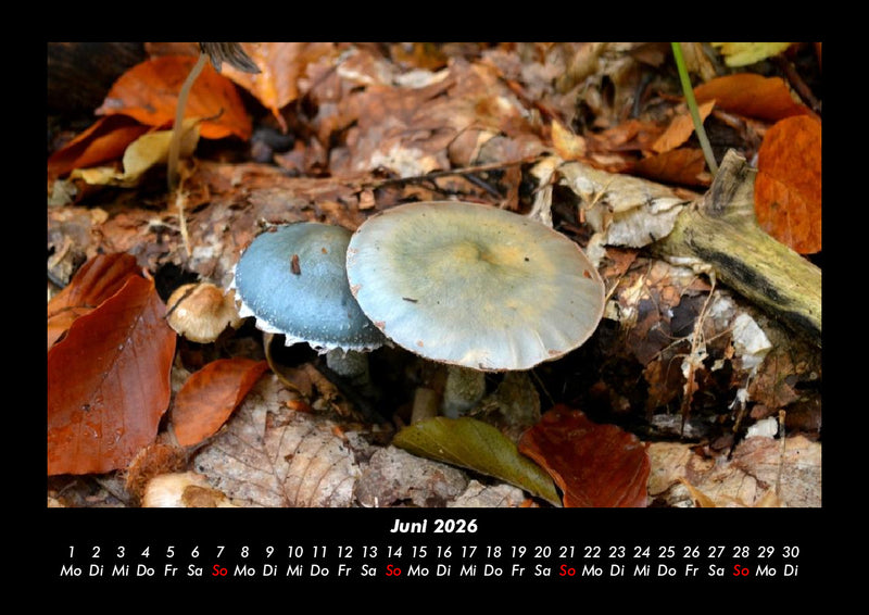 Pilzkalender Fotokalender 2026 - 6