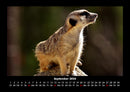 Tierkalender Fotokalender 2026 - 9