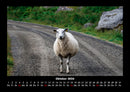Tierkalender Fotokalender 2026 - 10