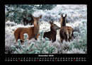 Tierkalender Fotokalender 2026 - 12