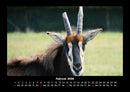Tierkalender Fotokalender 2026 - 2