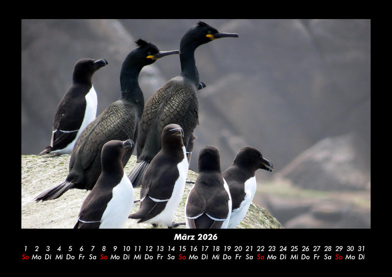 Tierkalender Fotokalender 2026 - 3