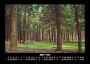 Bäume Fotokalender 2026 - 3