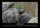 Schildkrötenzauber Fotokalender 2026 - 9