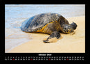 Schildkrötenzauber Fotokalender 2026 - 10