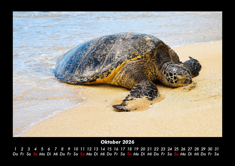 Schildkrötenzauber Fotokalender 2026 - 10