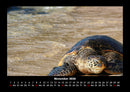 Schildkrötenzauber Fotokalender 2026 - 11