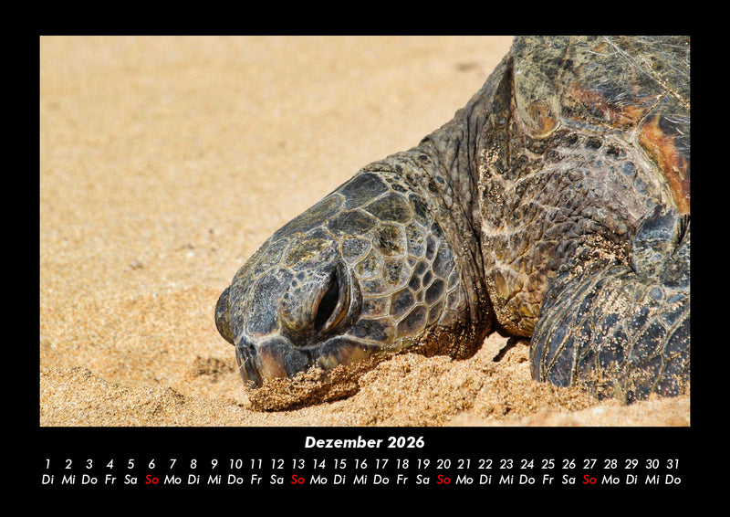 Schildkrötenzauber Fotokalender 2026 - 12