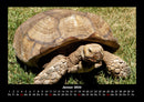 Schildkrötenzauber Fotokalender 2026 - 1
