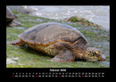 Schildkrötenzauber Fotokalender 2026 - 2