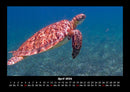Schildkrötenzauber Fotokalender 2026 - 4
