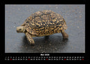 Schildkrötenzauber Fotokalender 2026 - 5