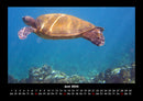 Schildkrötenzauber Fotokalender 2026 - 6