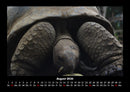 Schildkrötenzauber Fotokalender 2026 - 8