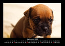 Welpen Fotokalender 2026 - 9