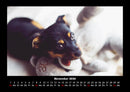 Welpen Fotokalender 2026 - 11