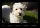 Welpen Fotokalender 2026 - 1