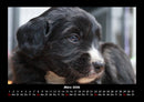 Welpen Fotokalender 2026 - 3