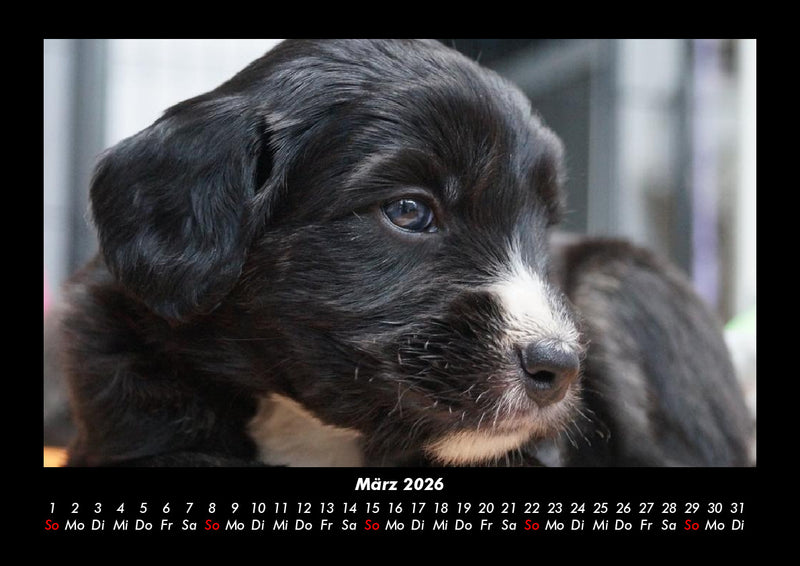 Welpen Fotokalender 2026 - 3