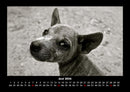 Welpen Fotokalender 2026 - 6