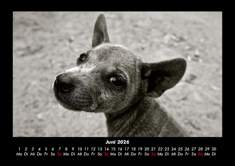 Welpen Fotokalender 2026 - 6