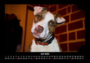 Welpen Fotokalender 2026 - 7