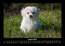 Welpen Fotokalender 2026 - 8