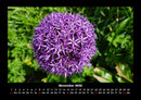 Blumenträume Fotokalender 2026 - 11