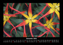 Blumenträume Fotokalender 2026 - 12