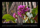 Blumenträume Fotokalender 2026 - 1