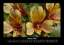 Blumenträume Fotokalender 2026 - 2