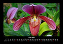 Blumenträume Fotokalender 2026 - 6