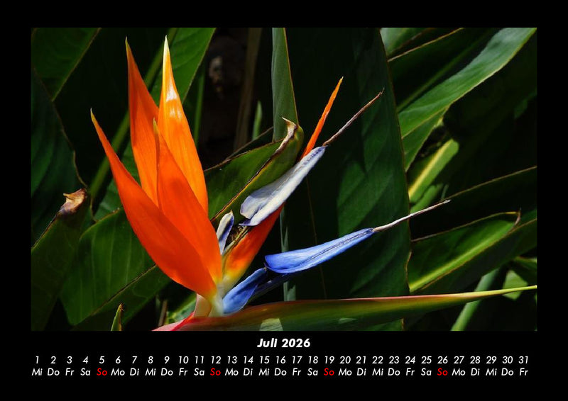 Blumenträume Fotokalender 2026 - 7