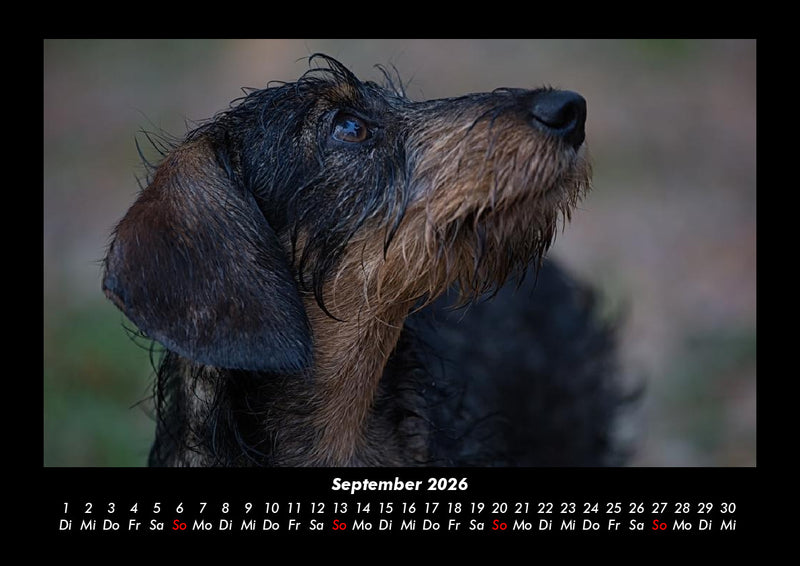 Haustierkalender Fotokalender 2026 - 9