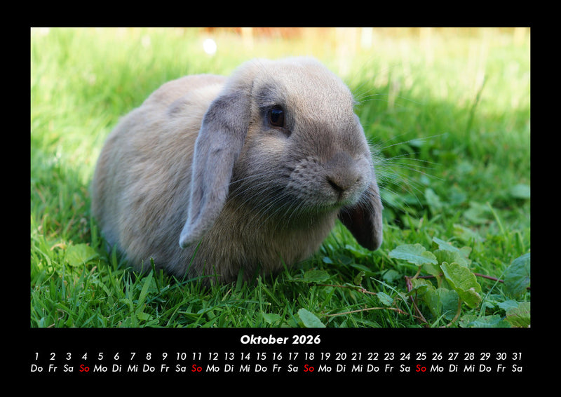 Haustierkalender Fotokalender 2026 - 10