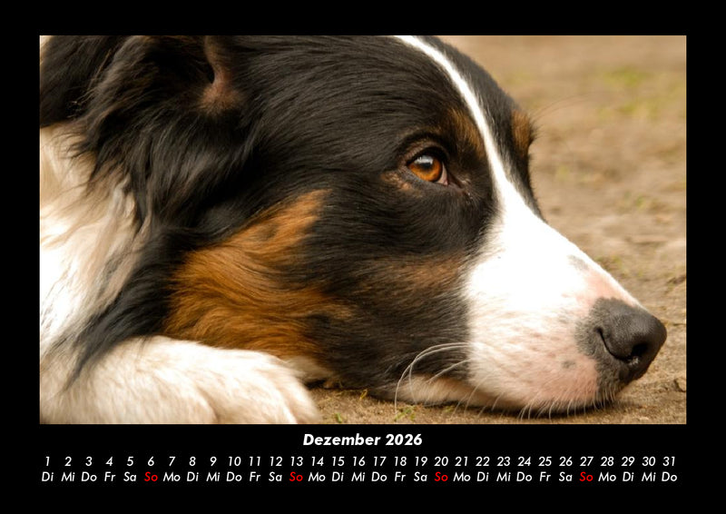 Haustierkalender Fotokalender 2026 - 12