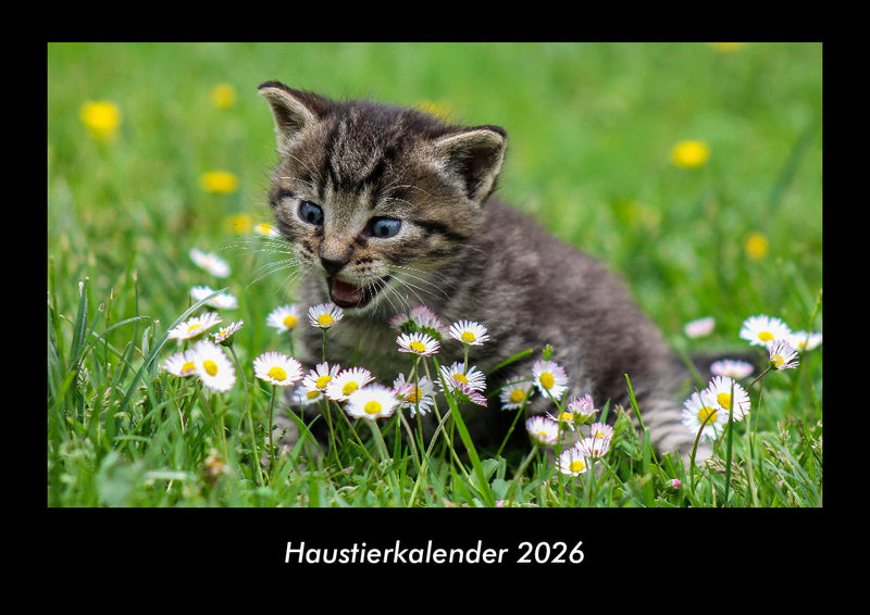 Haustierkalender Fotokalender 2026 - Hauptbild