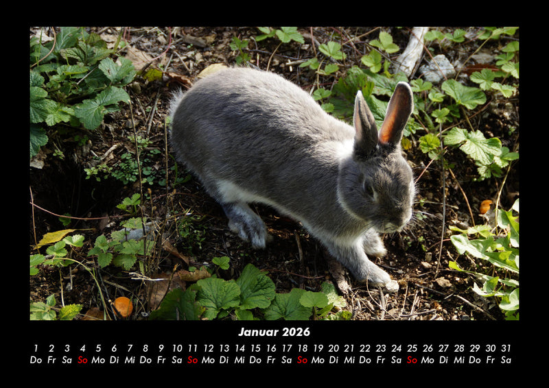 Haustierkalender Fotokalender 2026 - 1