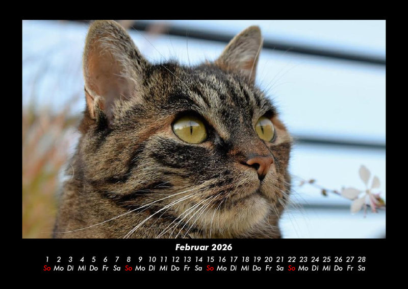 Haustierkalender Fotokalender 2026 - 2