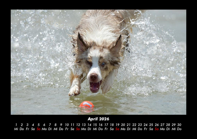Haustierkalender Fotokalender 2026 - 4