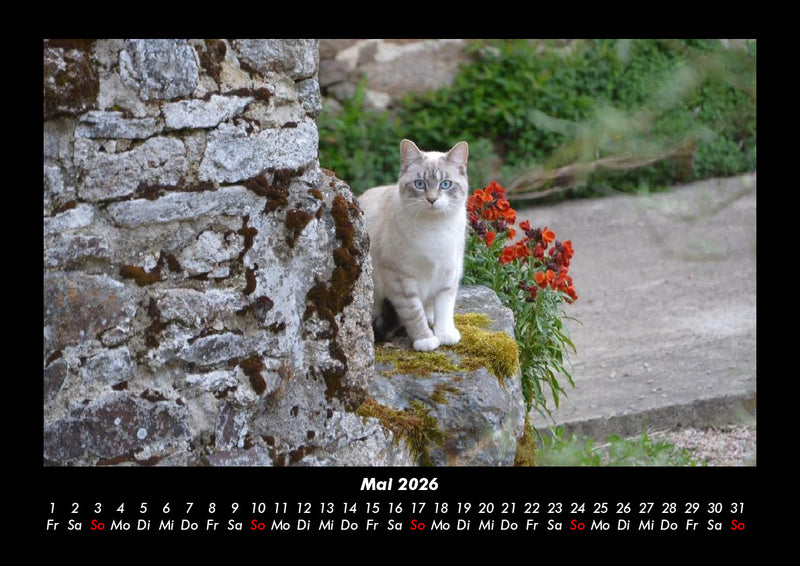 Haustierkalender Fotokalender 2026 - 5