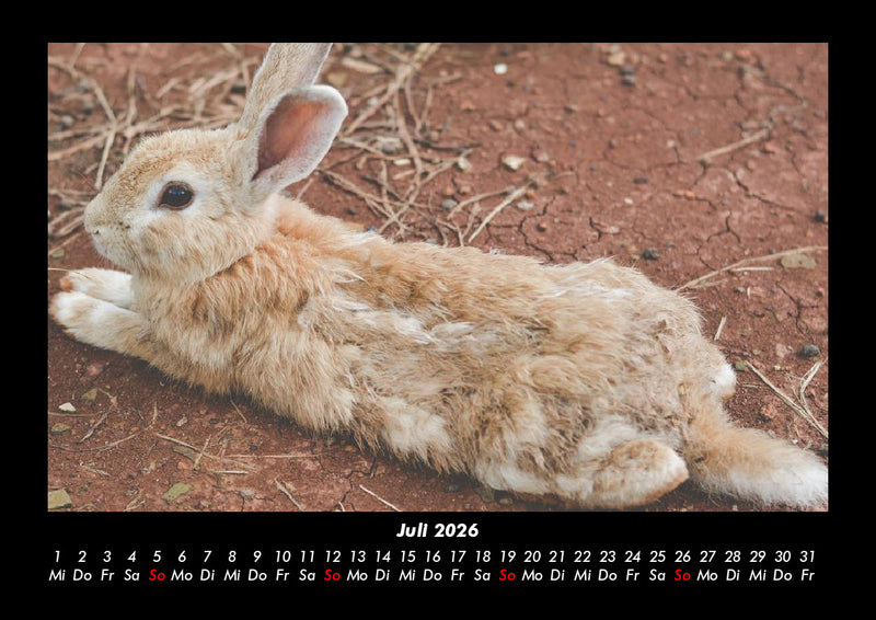 Haustierkalender Fotokalender 2026 - 7