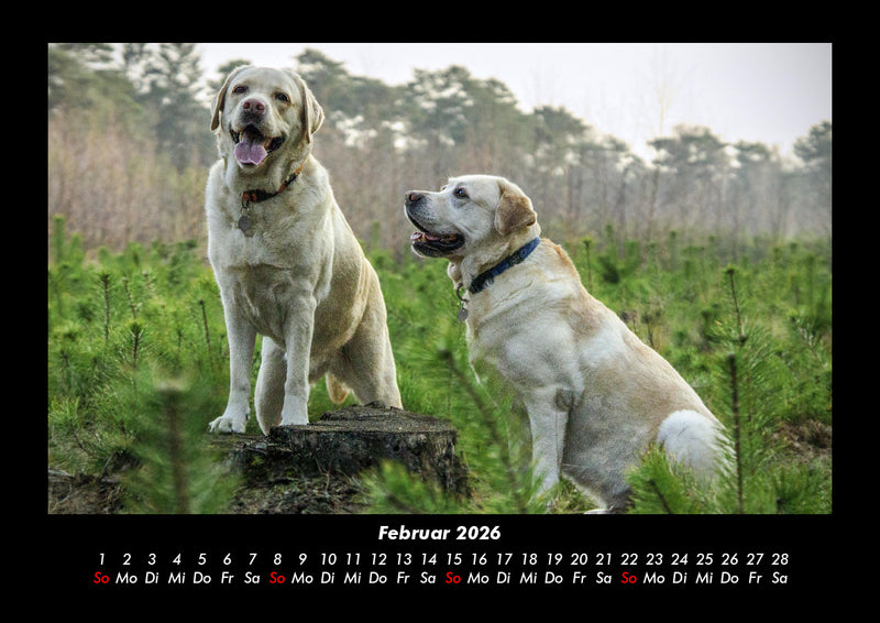 Hundezauber Fotokalender 2026 - 2