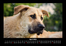 Hundezauber Fotokalender 2026 - 4