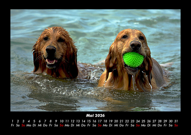 Hundezauber Fotokalender 2026 - 5